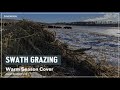 Thumbnail for Swath Grazing Cover