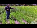 Thumbnail for Sweet Clover - Test Plots 2019