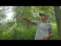 Thumbnail for Black Locust from seed after a decade