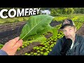 Thumbnail for Is Comfrey Worth the Hype + Can You Call Yourself a Farmer IF…