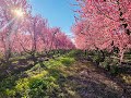 Thumbnail for How is Regenerative Agriculture Better?
