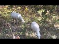 Thumbnail for Sheep enjoying white oak acorns in our newly created silvopasture.