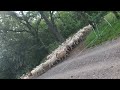 Thumbnail for Sheep road move to lush rested paddock.