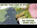 Thumbnail for Duckweed: The High-Protein Feed That Grows Without Soil