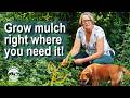Thumbnail for Save Money on Mulch - Grow Living Mulch instead!