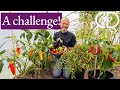 Thumbnail for Warmth loving vegetables in a cool climate
