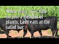 Thumbnail for Grazing Cover Crops - Jimmy Emmons