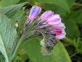 Thumbnail for Comfrey (The Wonder Plant?) for the Chickens