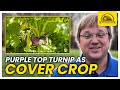 Thumbnail for Purple Top Turnips Cover Crop Species Profile