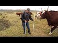 Thumbnail for Grazing Cover Crops: Fencing for Cover Crop Grazing