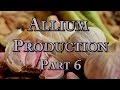 Thumbnail for Allium Production Part 6