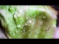 Thumbnail for Natural Pest Control for Healthy Plants in your Vegetable Garden