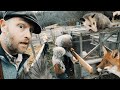 Thumbnail for Chickens EXPOSED! Quick Predator Proofing