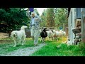Thumbnail for Dr. Said She’d Die, Instead She Bought a Farm