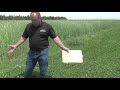 Thumbnail for White Clover | Dale Strickler