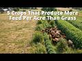 Thumbnail for 5 Crops That Produce More Feed Than Grass Per Acre 2