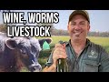 Thumbnail for Regenerative Vineyard: Stack Enterprises, Lift Profit