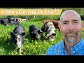 Thumbnail for LIVE Tour: Singing Pastures [Regenerative Pig Farming]