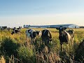 Thumbnail for 1b) Increasing BioDiversity with Grazing - Principles in Context - Multi...