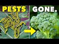 Thumbnail for The Clever Way Smart Gardeners Keep Pests Away