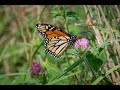 Thumbnail for Supporting Beneficial Insects on Farms and in the Landscape