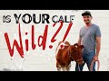 Thumbnail for How To Train a Calf to be a Family Milk Cow | Beautiful Guernsey Heifer