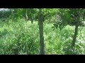 Thumbnail for Tree ID: Black Locust with Edible Flowers