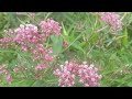 Thumbnail for Swamp Milkweed Rocks