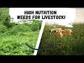 Thumbnail for High Nutrition Backyard Weeds to Feed Livestock!