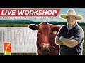 Thumbnail for Rotational Grazing for Beef Cattle