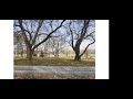 Thumbnail for Mulberries with Eliza Greenman (2021 Tree Fodder Seminar)