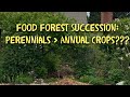 Thumbnail for Food Forest Succession: The Natural Shift from Annual to Perennial Crops