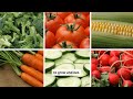 Thumbnail for Succession Planting – How to Keep Your Garden Producing All Season