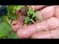 Thumbnail for How a biological filter pond works?l Plants can actually clean water