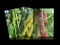 Thumbnail for Saving Seed - How to Save Your Own Seed From Tomatoes, Peppers, Beans etc