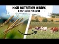 Thumbnail for Weeds that are High Nutrition Forage for Livestock
