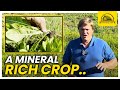 Thumbnail for How This Nutrient Rich Weed Can Transform Your Pastures
