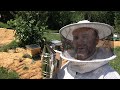 Thumbnail for Grumpy Bees Get A SURPRISE!