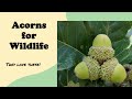 Thumbnail for Acorns for Wildlife