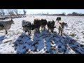 Thumbnail for Adaptive Grazing 101: How to Get Through the Year on Forages