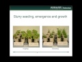 Thumbnail for Combining Livestock, Manure and Cover Crops