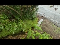 Thumbnail for Very small scale water harvesting with swales...
