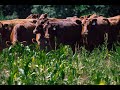 Thumbnail for Seeding Success: Cover Crop Best Practices in the Tainter Creek Watershed
