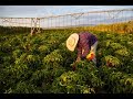 Thumbnail for Three Goals for a Regenerative Agriculture System