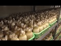 Thumbnail for The Permaculture Student visits a Mushroom Farm