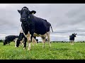 Thumbnail for Irish Pasture-Based Dairy Systems: Factors for Success
