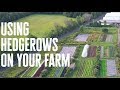 Thumbnail for 5 Benefits to Using Hedgerows on your Farm