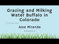 Thumbnail for 8. Grazing and Milking Water Buffalo in Colorado