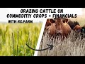 Thumbnail for Grazing Cattle on Commodities Crops with Re.Farm
