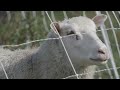 Thumbnail for WOOL SHEEP IN THE ORCHARD (SILVOPASTURE SERIES EP 10 )